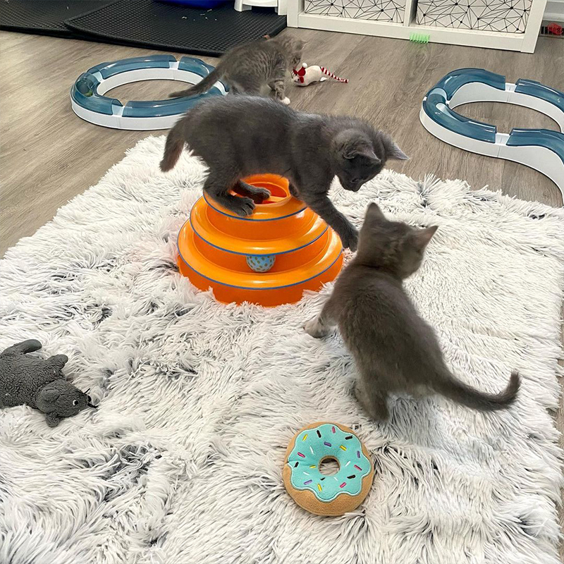 The foster kittens explore the playroom