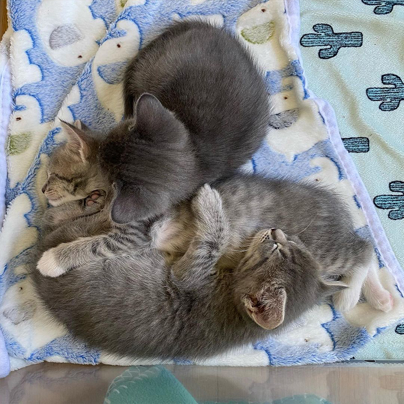 Three bonded kitten siblings