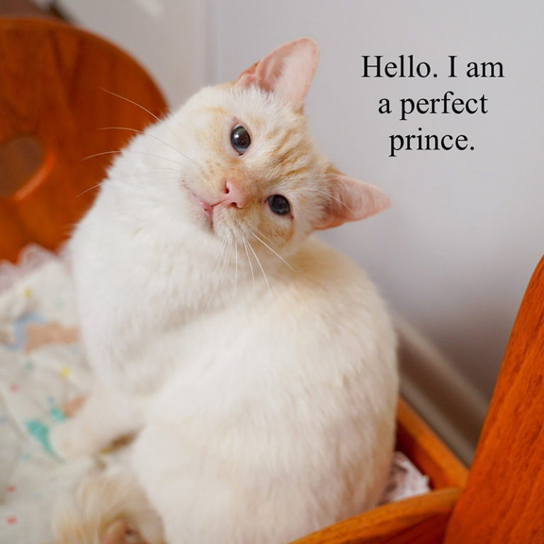 Rescued Kentucky Cat and Brothers Star in Funny Cat Soap Opera