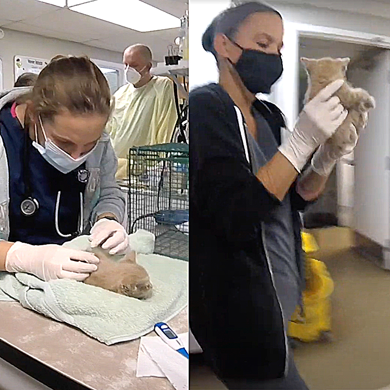 Arizona Humane Society Technicians help the orange kitten rescued from a storm drain