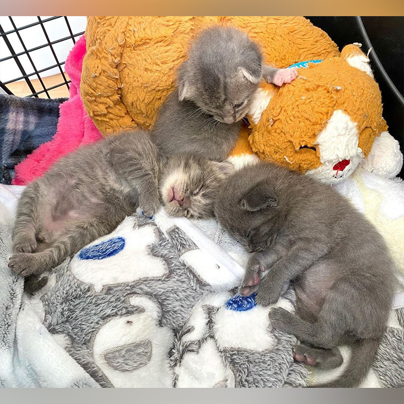 Tiny kittens with Calmaroos cat