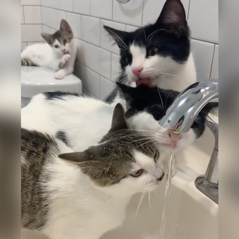 Kittens licking water from sink