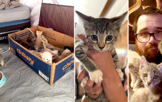 McKinney Fire Kittens, Lance Alexander, tent, California wildfires