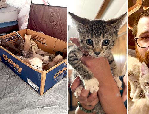 Man Evacuates McKinney Fire and Camps Out with Curious Foster Kittens Until Help Arrives