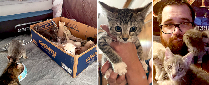 McKinney Fire Kittens, Lance Alexander, tent, California wildfires
