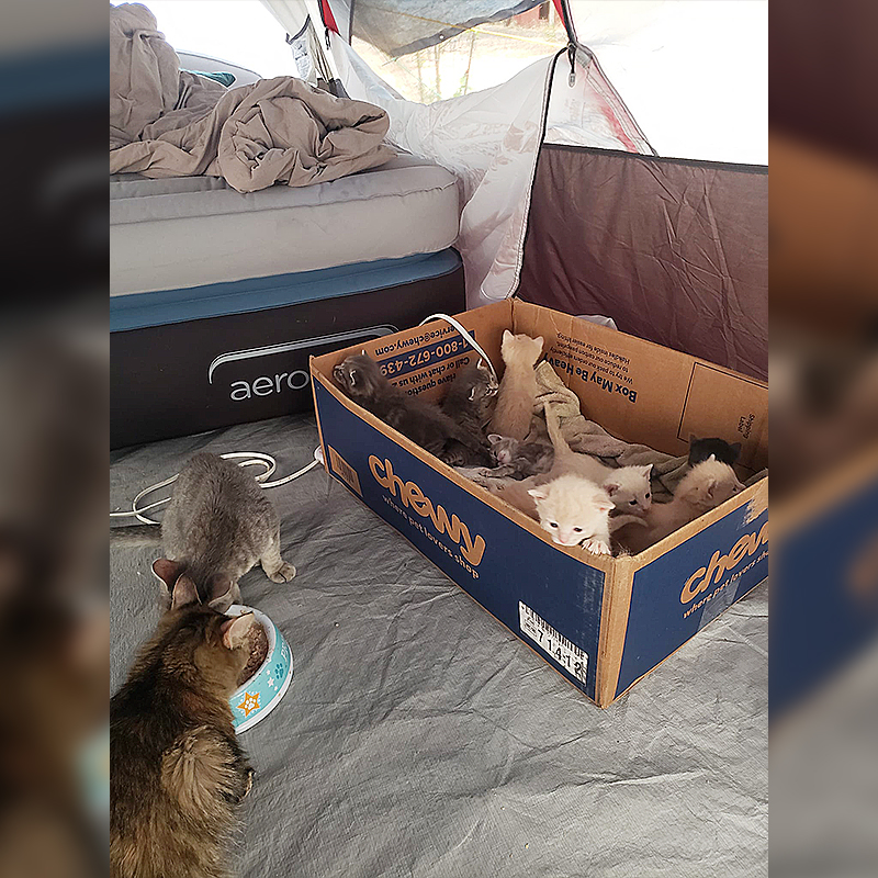 Tent full of kittens after fires