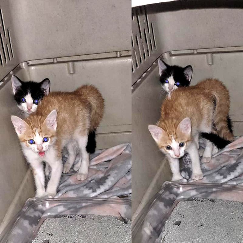 Two rescued kittens in SW Missouri