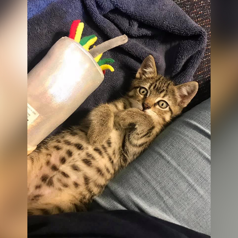 Kitten shortly after rescue from drive through restaurant parking lot