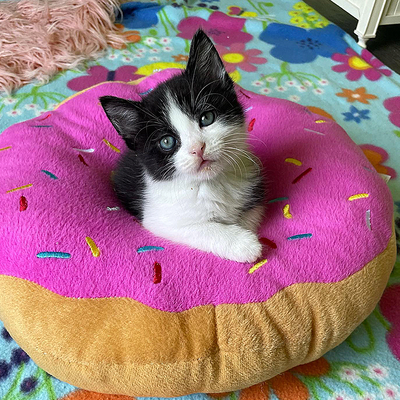 Miyoko, kitten, doughnut bed