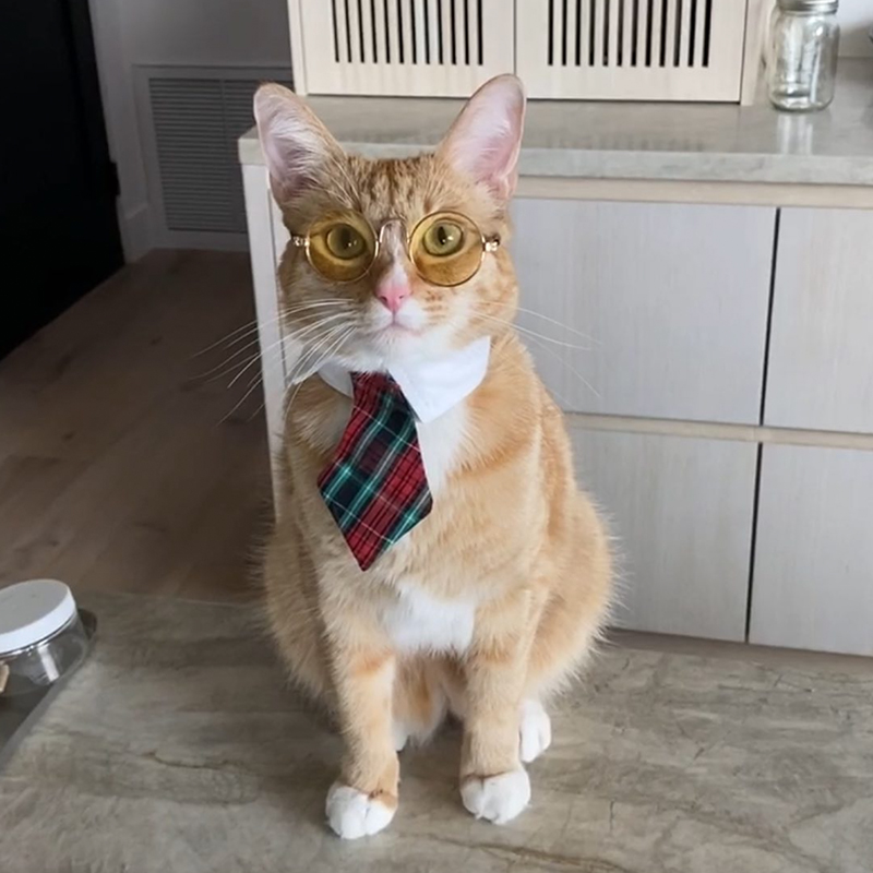 Mr. Palito the cat wears a tie and glasses