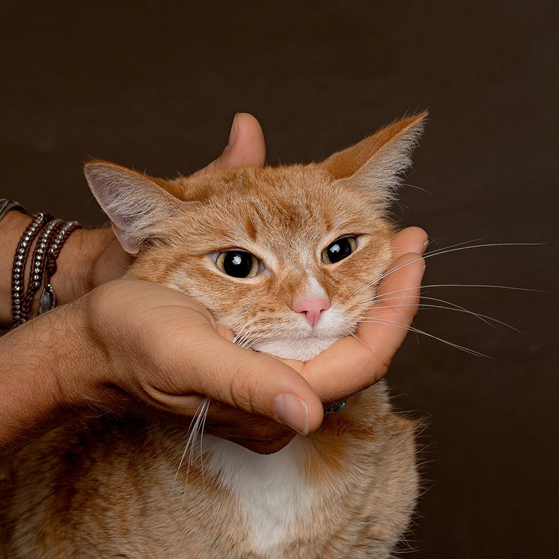 Holding orange cat Palo's cheeks
