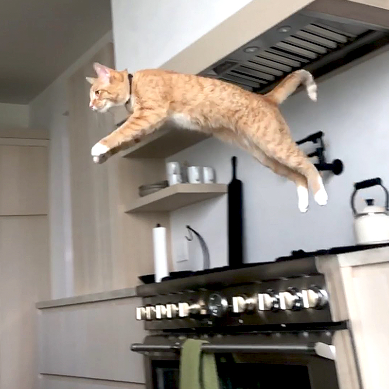 Palo the orange tabby jumps through the air in a kitchen