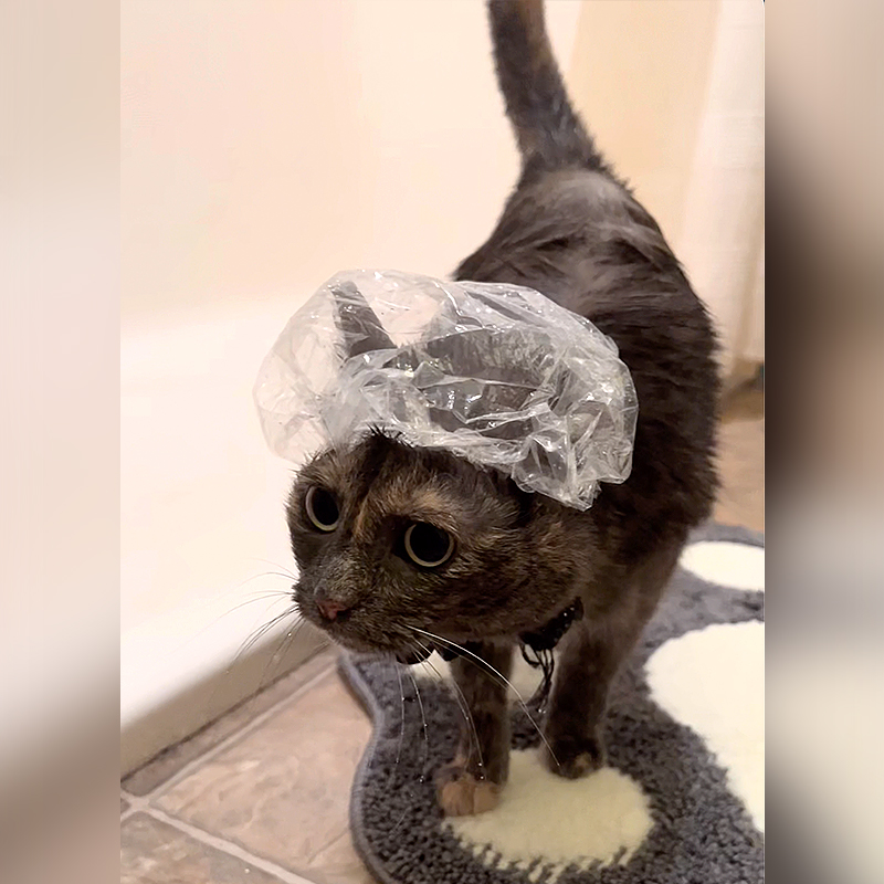 Cat wearing a shower cap