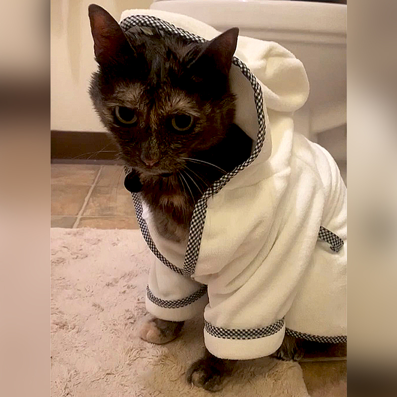 Cat wearing shower robe