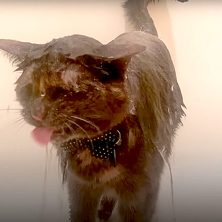 Pym the Shower Cat is 'All In' When it Comes to Bathtime