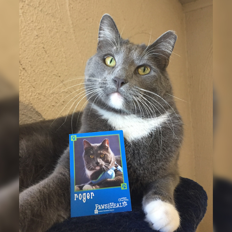 cat with picture of himself on trading card for children's hospital