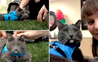 Roger Sterling Therapy Cat, Tracy Howell, Arizona