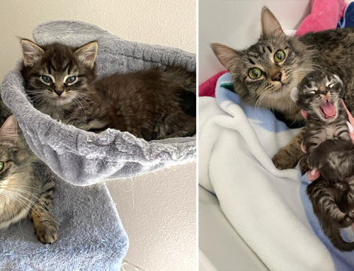 Followers of Rescued Mother/Son Cat Duo Adopt Them After They’re Surrendered to Shelter