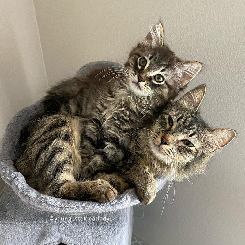 Mama cat with kitten in a cat tree