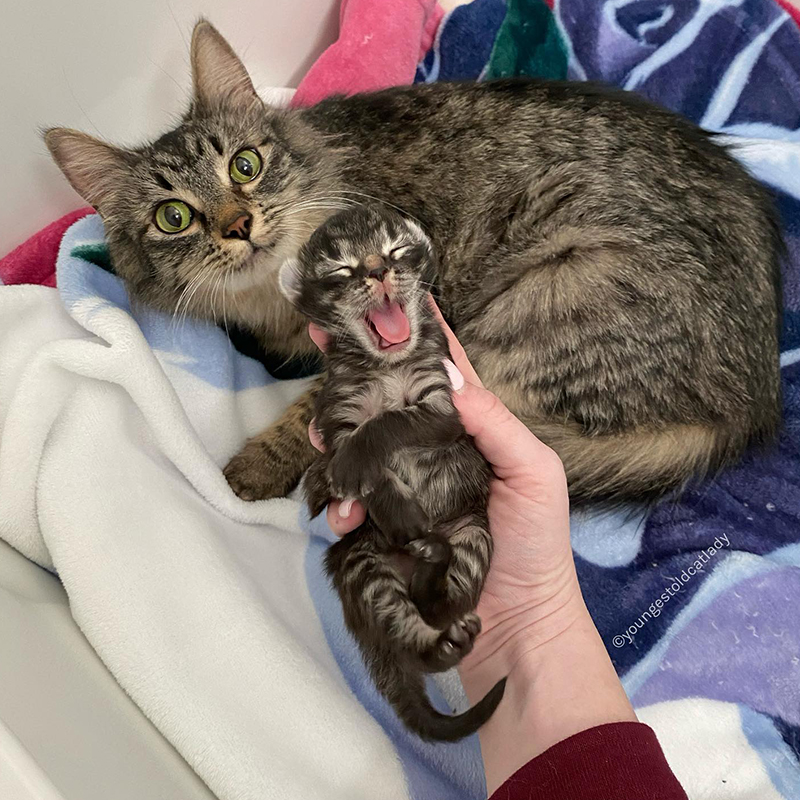 Mama cat Scarlet and kitten Scout being held