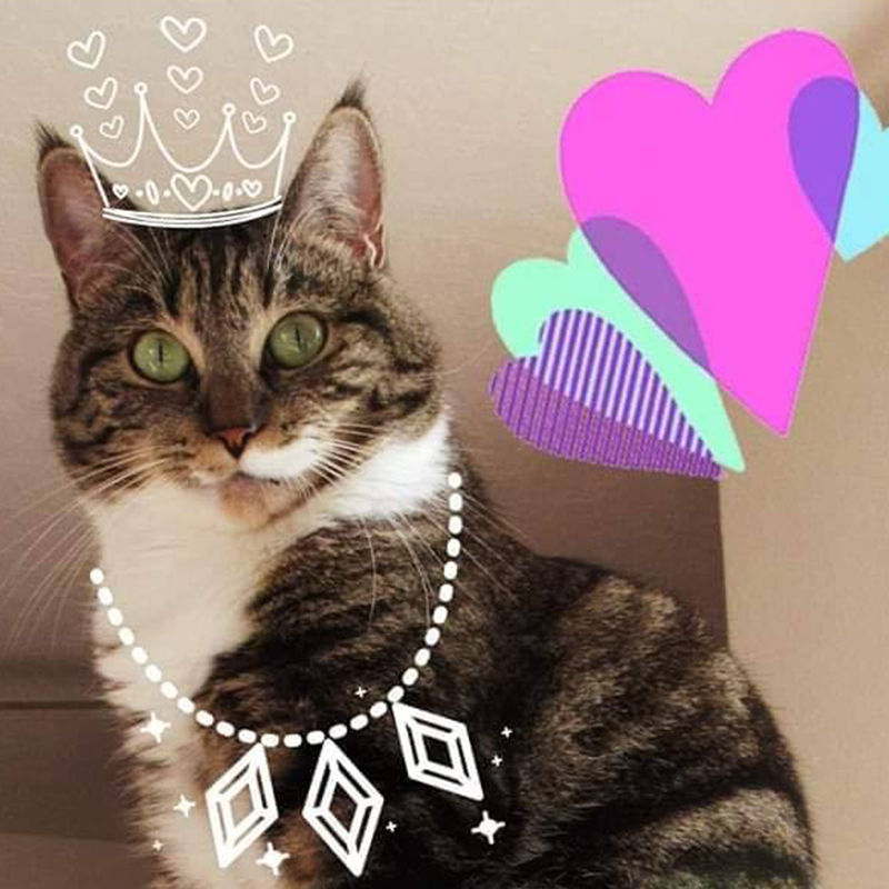 Queen kitty