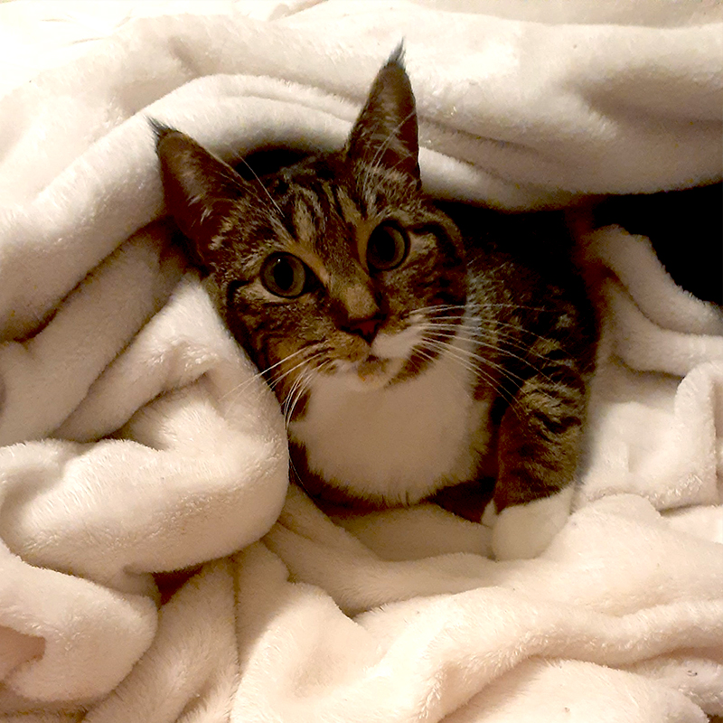 cat in cuddly white blanket