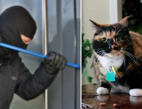 Man Says Adopted Calico Cat ‘Bandit’ Saved Him from Home Intruders
