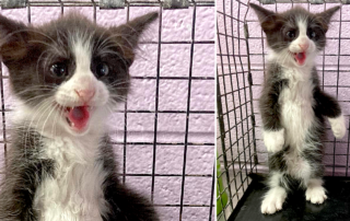 The Humane Society of Harlingen, Texas, Spicy Chicken Nugget kitten, rescue, shelter