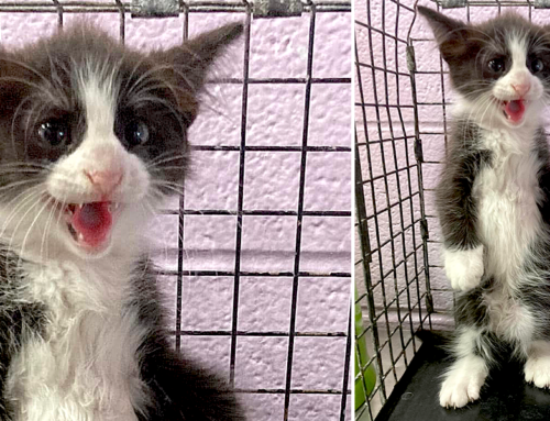 Kitten Dubbed ‘Spicy Chicken Nugget’ Says ‘I’m The Boss’ In Texas Shelter