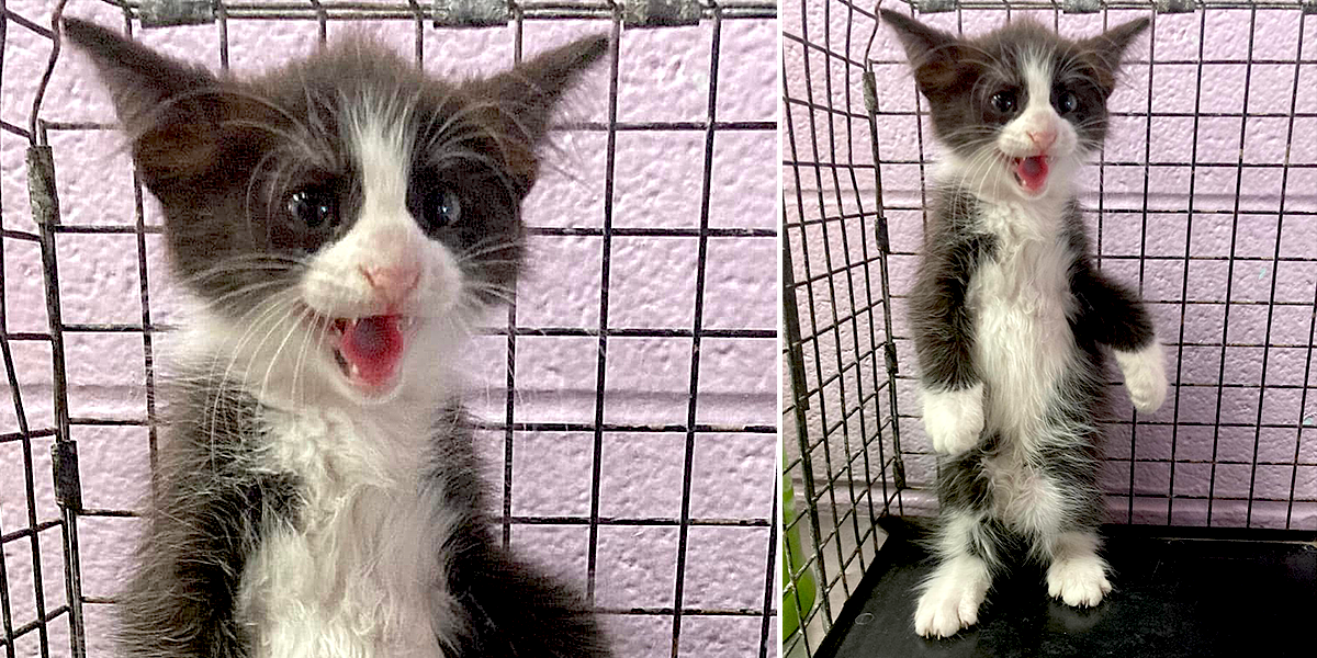 The Humane Society of Harlingen, Texas, Spicy Chicken Nugget kitten, rescue, shelter
