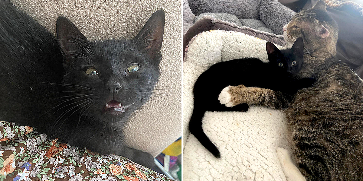 Kitten Squeaky B Odds With Love From Senior Tomcat