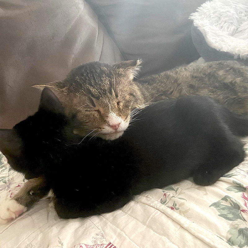Grandpa Garth cuddles with rescued black kitten