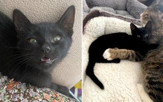 Squeaky B, Squeaky Buttons, rescued black kitten with hernia, Grandpa Garth senior cat, Furget Me Not Animal Rescue, Edmonton, Alberta