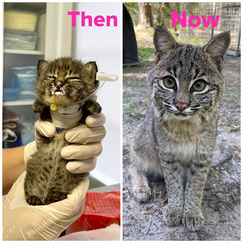 Then and Now, Bobcat, Big Cat Rescue, Tampa