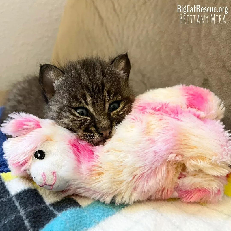 Tiny kitten bobcat with llama stuffed toy