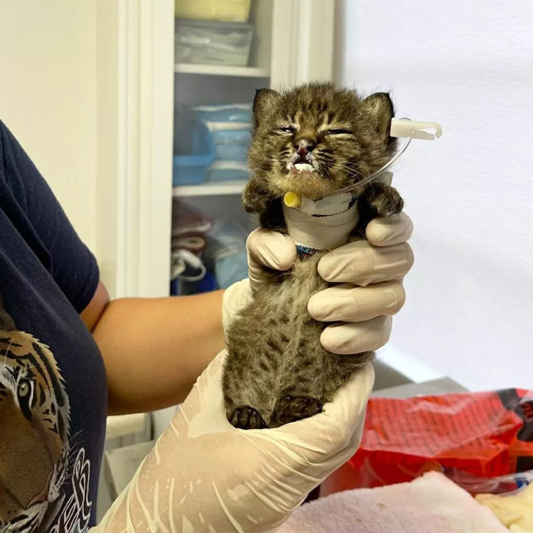 Tiniest Bobcat Ever, Summer Remains 'Forever Kitten' in Sanctuary