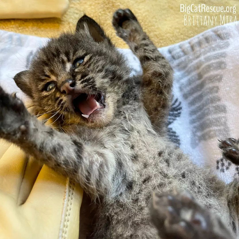 bobcat kitten throws paws up