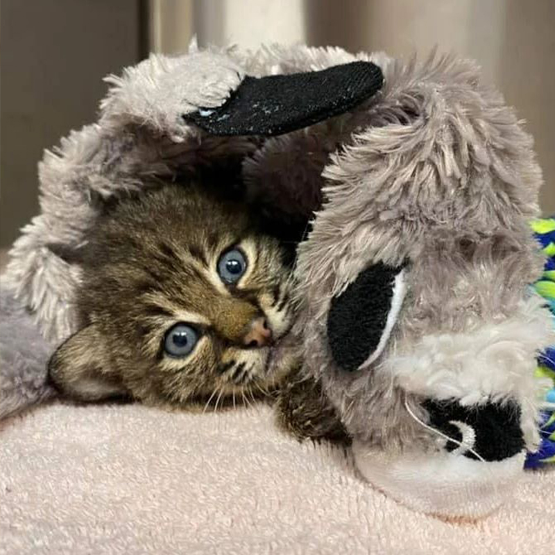 bobcat kitten with stuffed animal