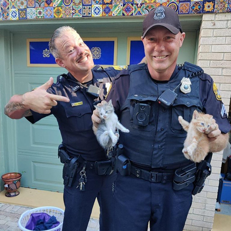 Tampa Police save two kittens from a Tesla car