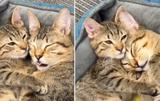 Timmy and Bruno, cat with cerebellar hypoplasia, Minnesota, Kris Kaiser