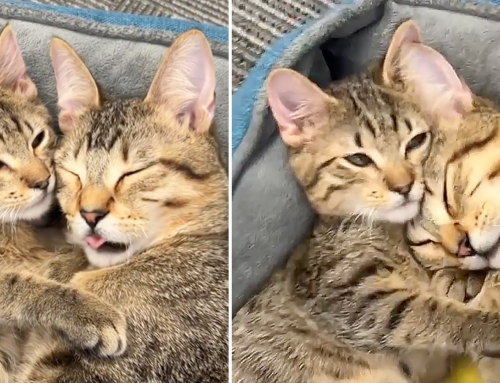 Special Needs Tabby Kittens Bond Like ‘Brothers from Another Mother’