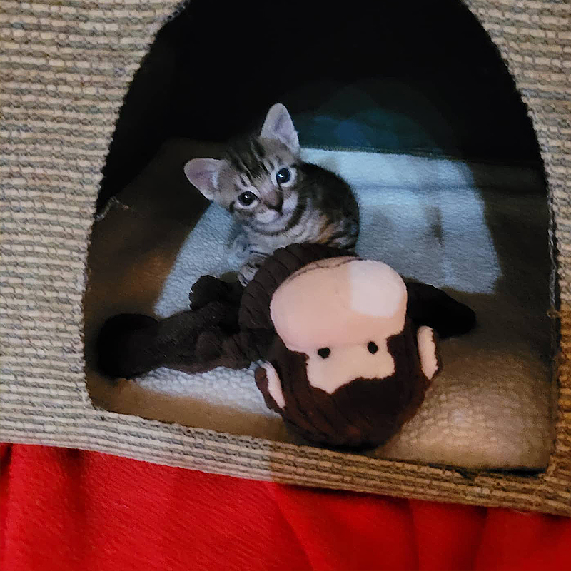 Tiny tabby in cave with stuffed gorilla toy