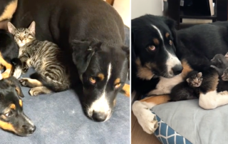 Toby the dog cares for babies, kittens, TikTok, ljayne7