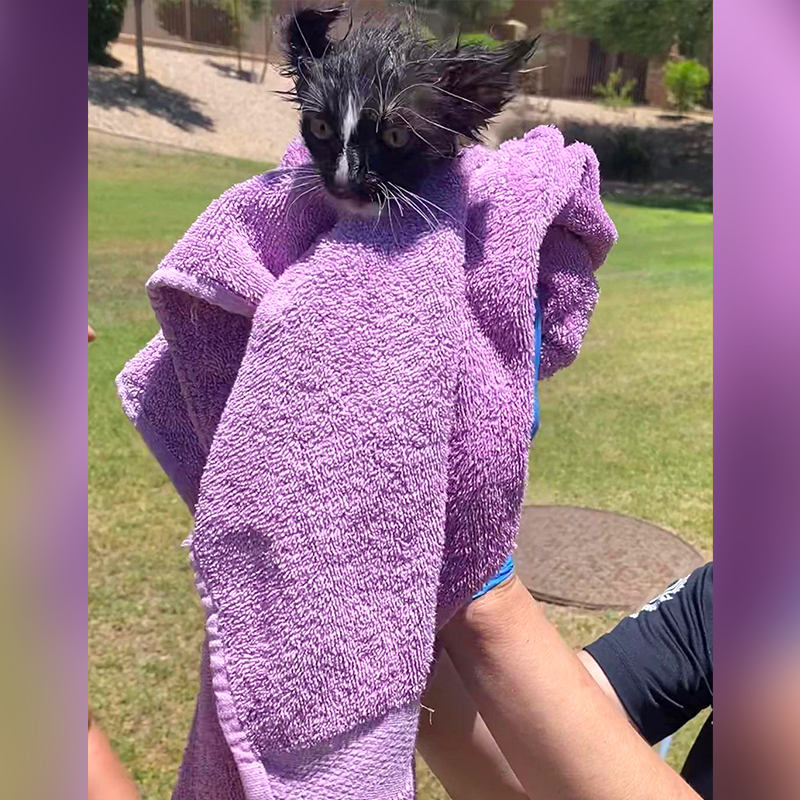 Augustus Gloop the rescued kitten in a purple towel