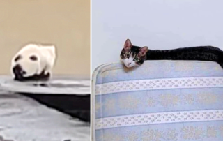 cat optical illusions, visual illusions,