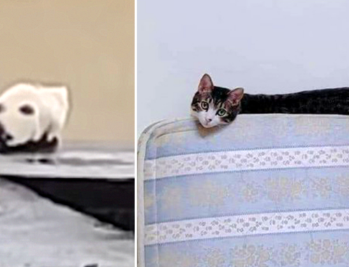 Funny Reactions as Cats Show They are Masters of Optical Illusions