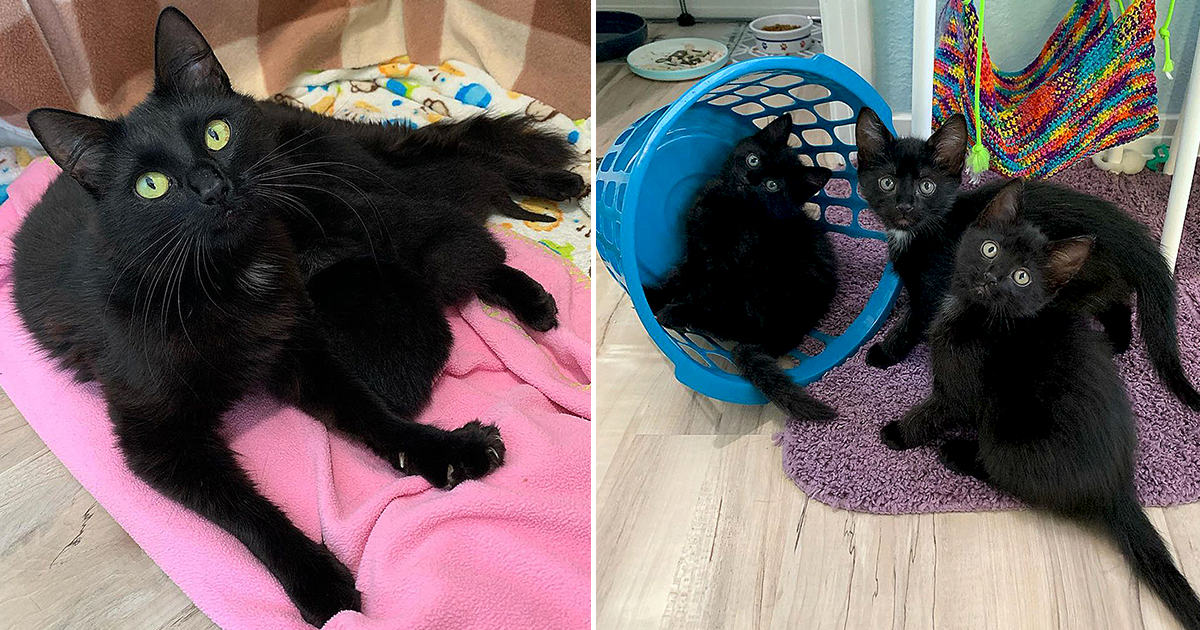 Mama Cat Birdie Gets 'Mother of the Year Award' in Foster Care