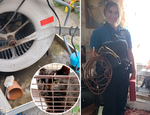 Call to Removed Deceased Cat from Cooler Ends in Daring Rescue Instead