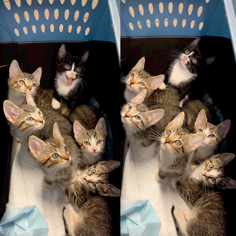 Synchronized Head Tilt Team kittens, Brooklyn 2