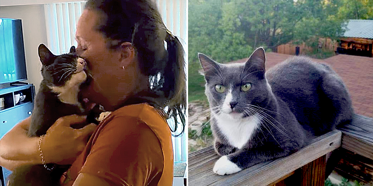 Keesha Davis, Baloo the tuxedo cat, Oregon, reunion with missing cat after 3 years, Community Cat Rescue